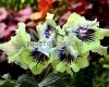 Streptocarpus Seeds KAM-SUN WOLF  - KAM-SOLNECHNYY VOLK